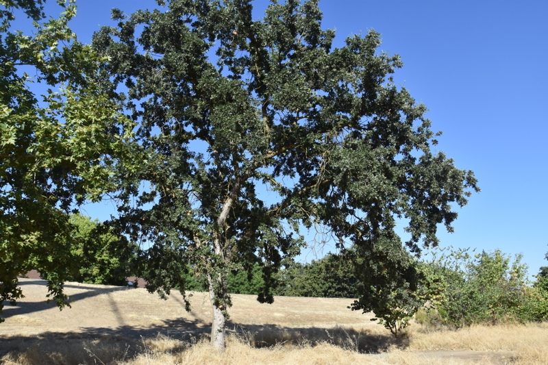 Valley Oak Sacramento State
